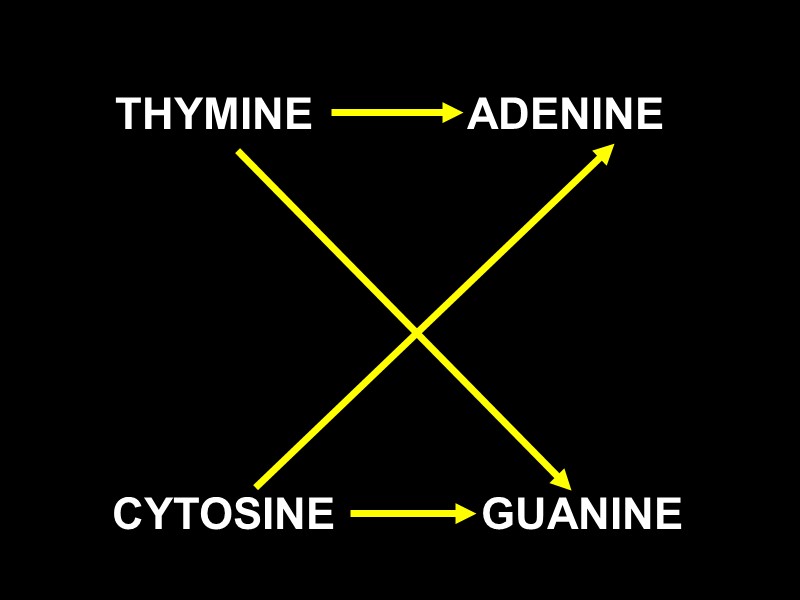 THYMINE           ADENINE  